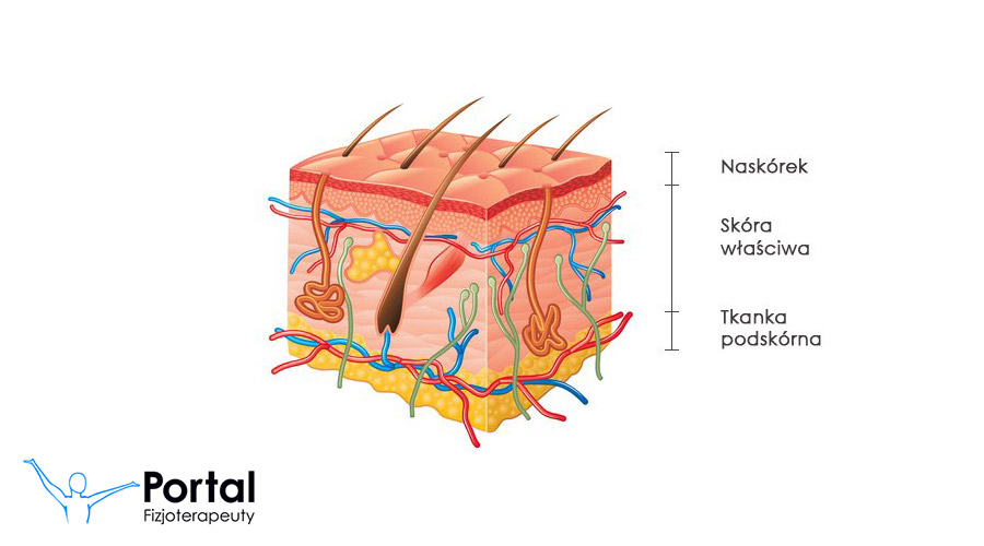 dermatoskop dermatologia warstwy skóry człowieka