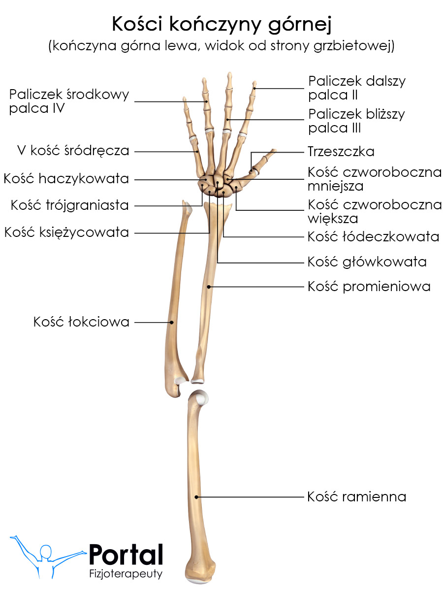 Kości kończyny górnej lewej