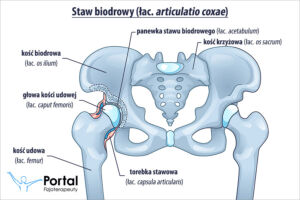 Staw biodrowy (łac. articulatio coxae)