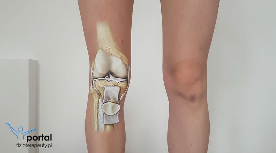 Anatomia kolana
