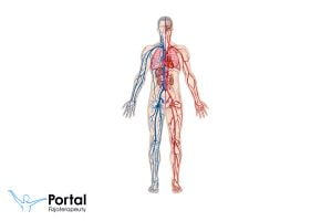 Układ krwionośny - podstawowe informacje