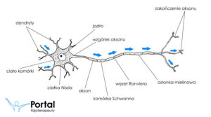 Układ nerwowy - budowa neuronu i włókien nerwowych