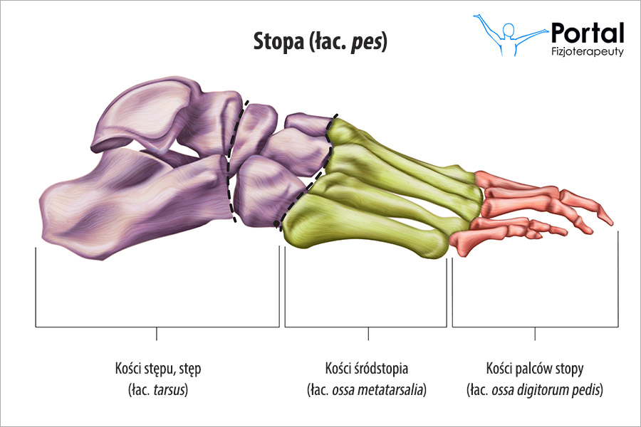 Stopa (łac. pes)