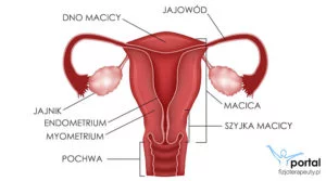 Narządy rodne kobiety anatomia