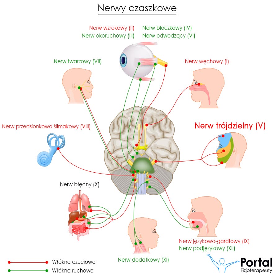 Nerwy czaszkowe - nerw trójdzielny (V)