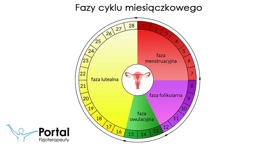 Fazy cyklu miesiączkowego