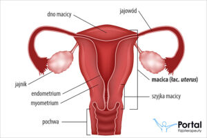 Macica (łac. uterus)