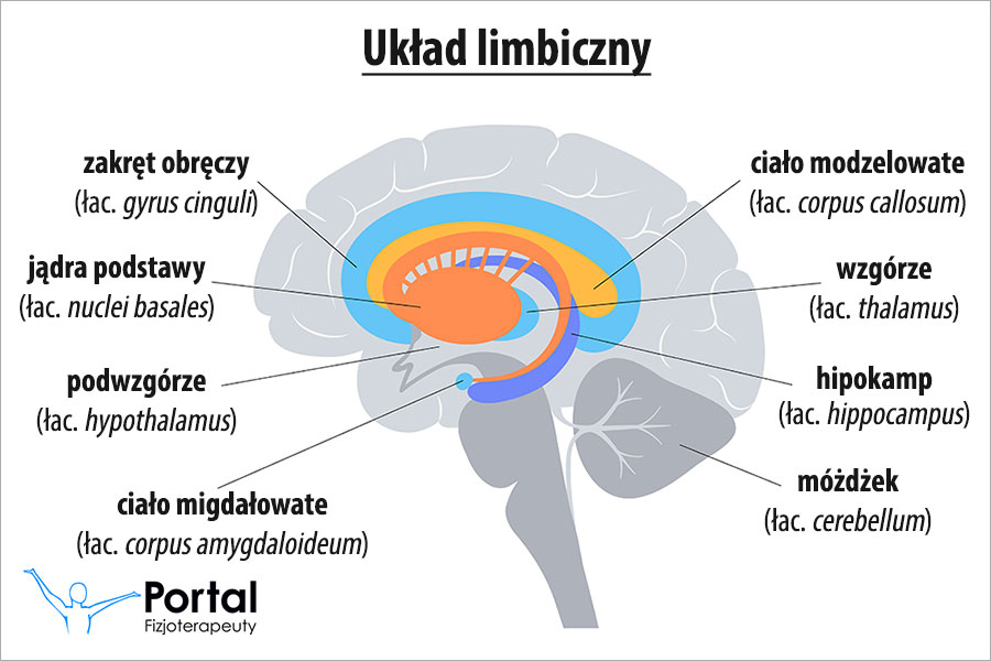Układ limbiczny