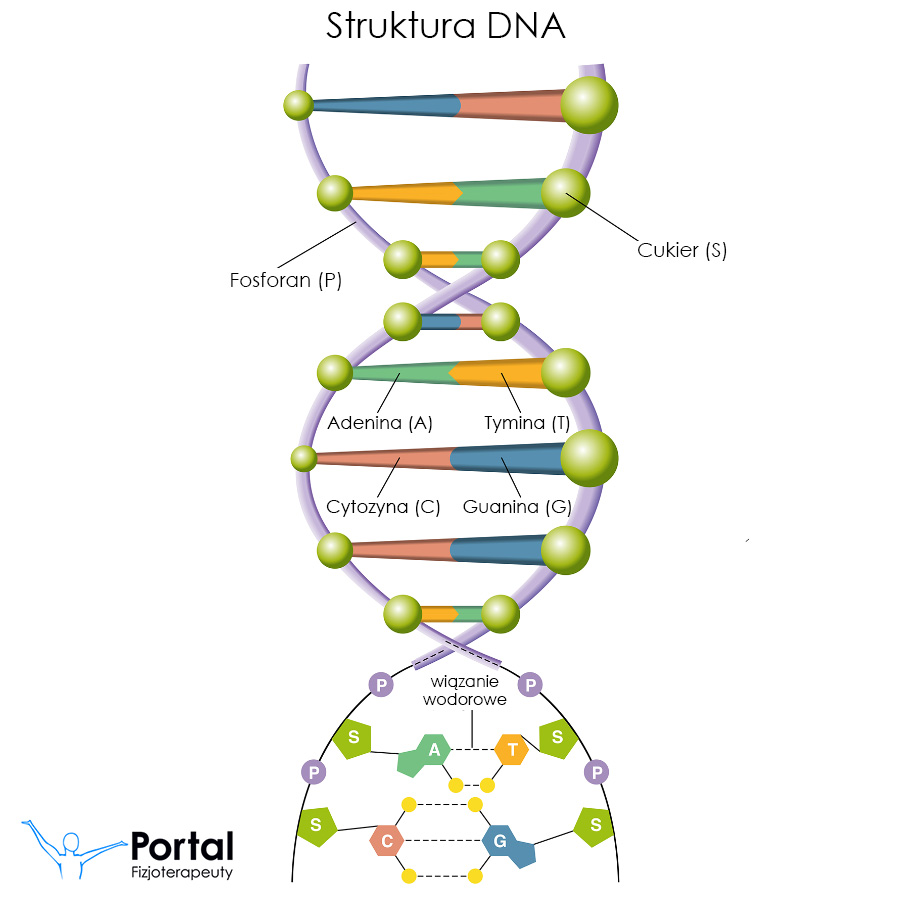 Budowa DNA (kwas deoksyrybonukleinowy)