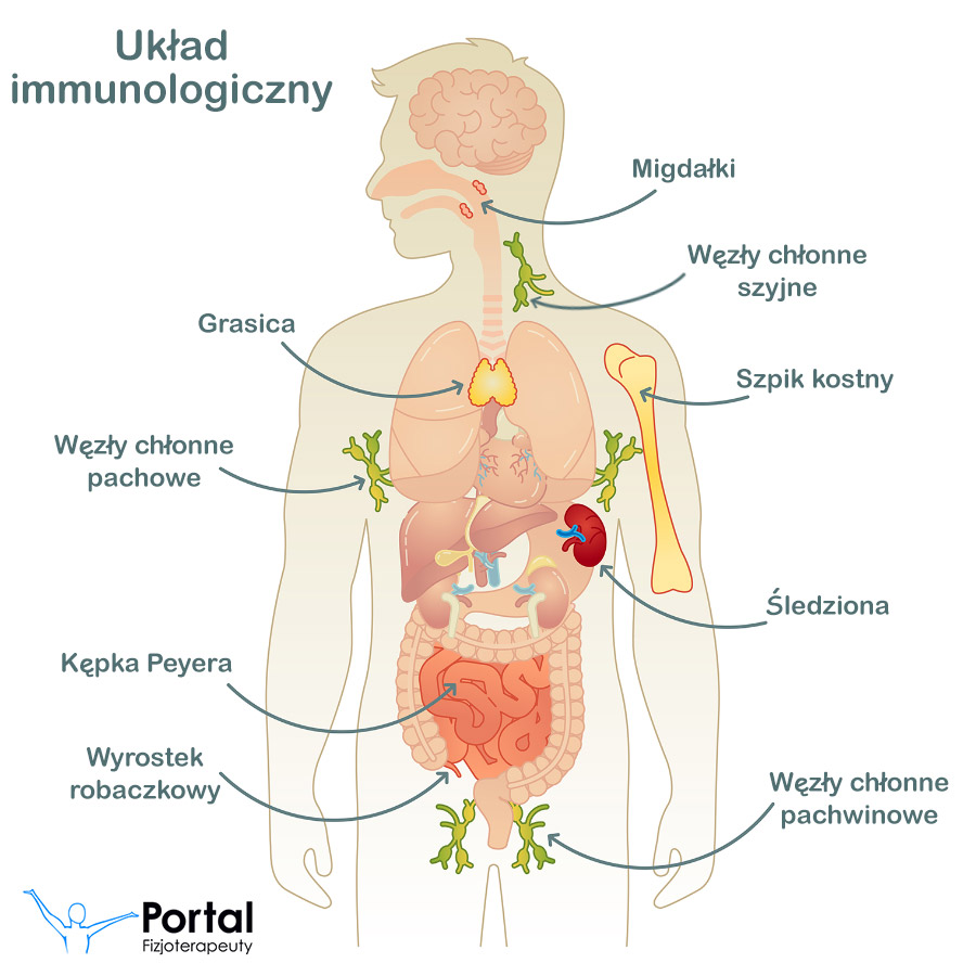 Układ immunologiczny (układ odpornościowy)