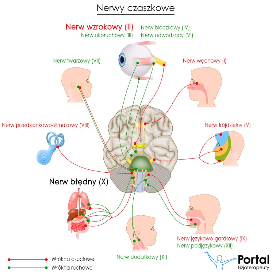 Nerwy czaszkowe - nerw wzrokowy (II)
