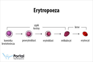 Erytropoeza
