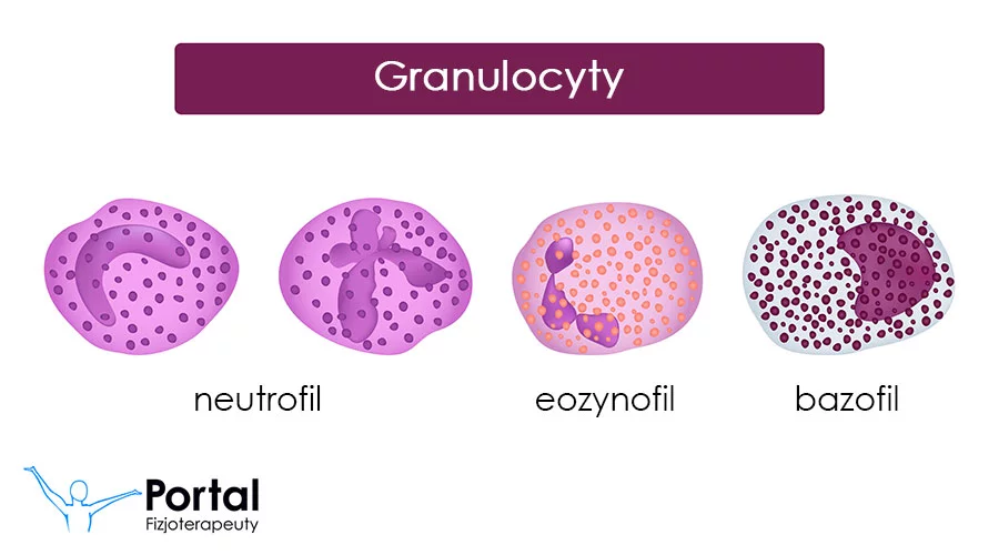 Granulocyty