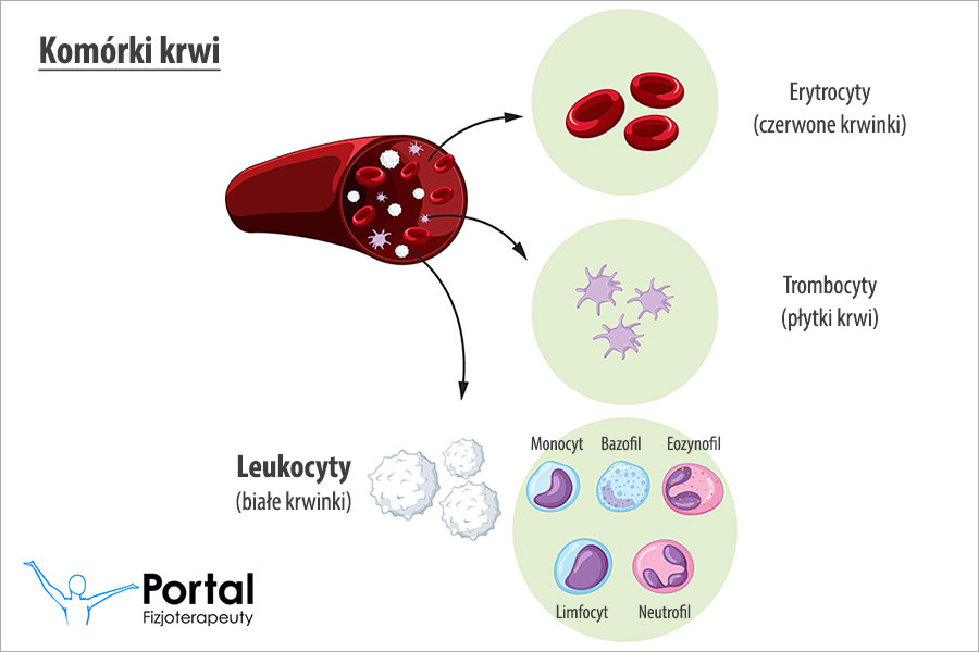 Leukocyty we krwi