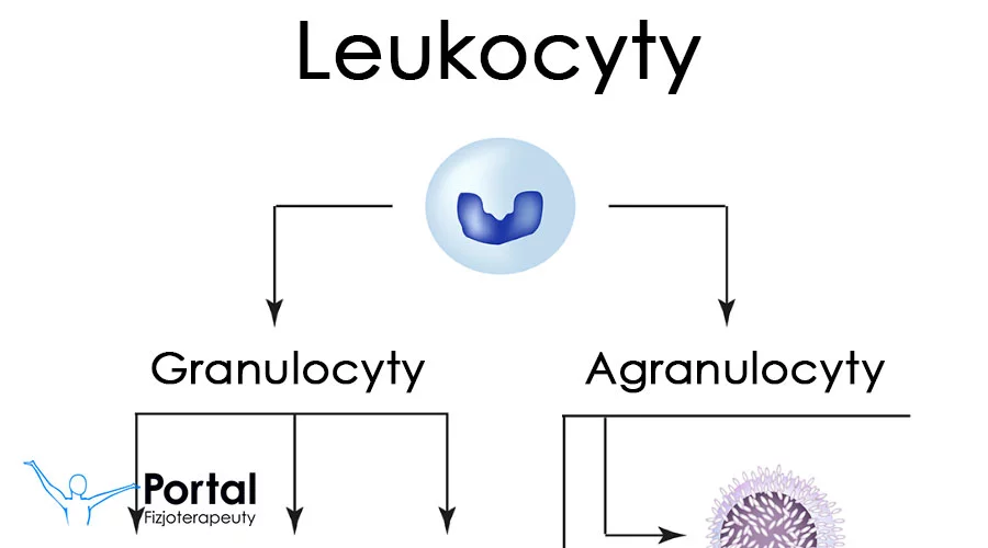 Leukocyty