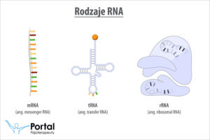 Rodzaje RNA