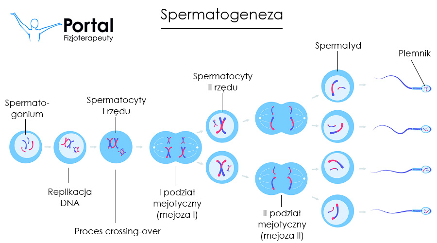 Spermatogeneza