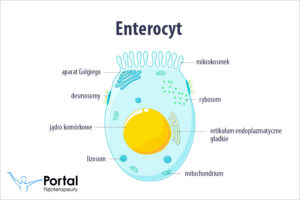 Enterocyt