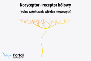 Nocyceptor (receptor bólowy)