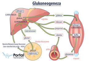 Glukoneogeneza