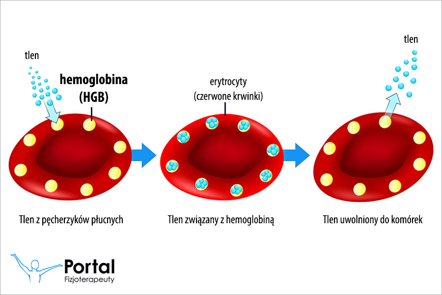 HGB (hemoglobina)