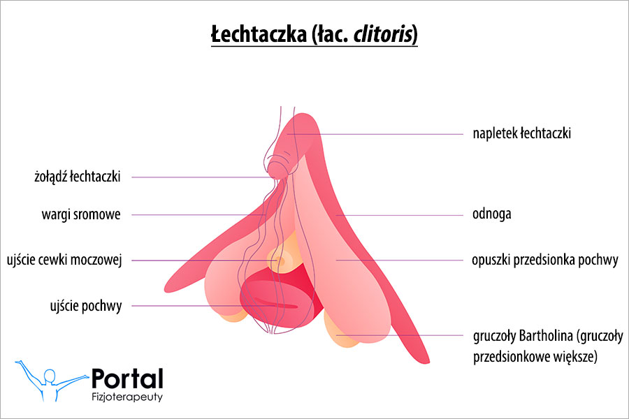 Łechtaczka (łac. clitoris)
