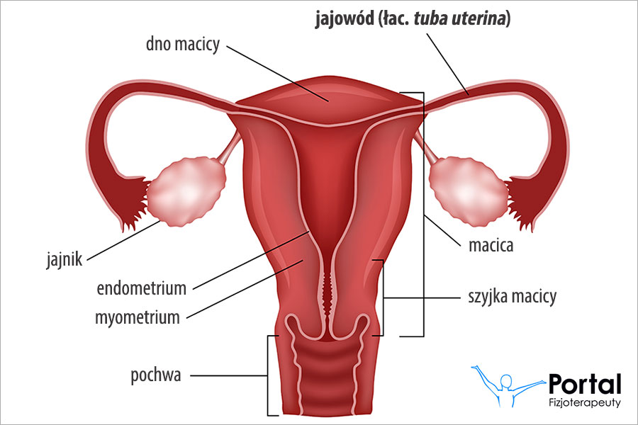 Jajowód (łac. tuba uterina)