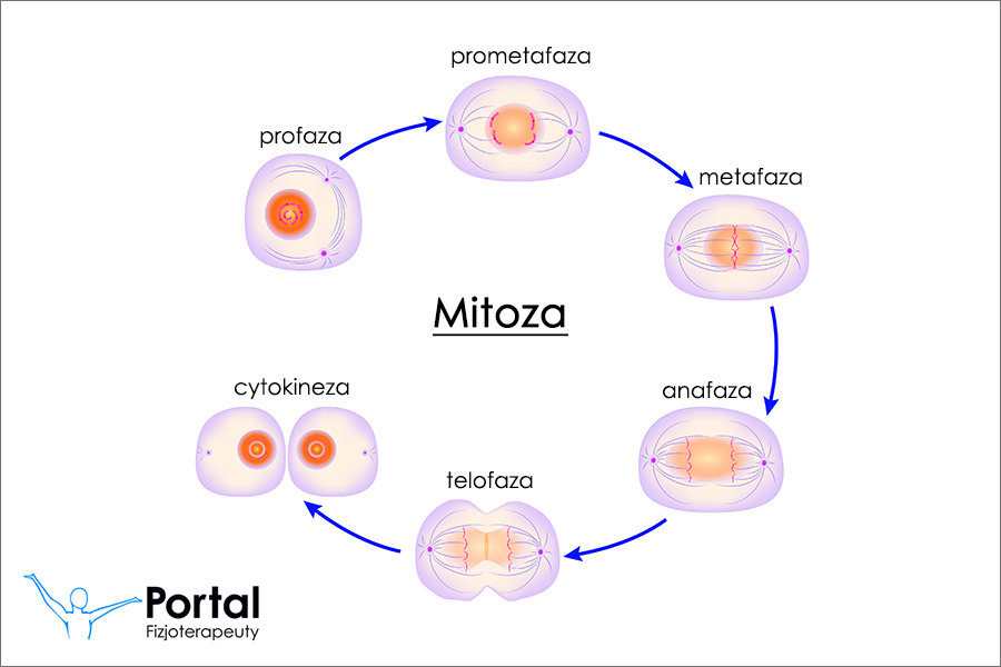 Mitoza - podziały komórkowe