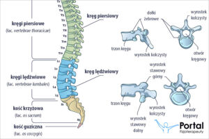 Kręg (łac. vertebra)