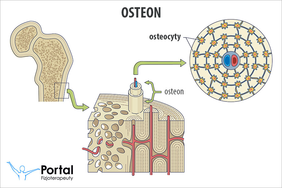 Osteocyty
