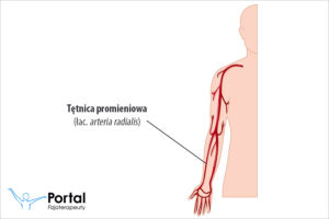 Tętnica promieniowa (łac. arteria radialis)