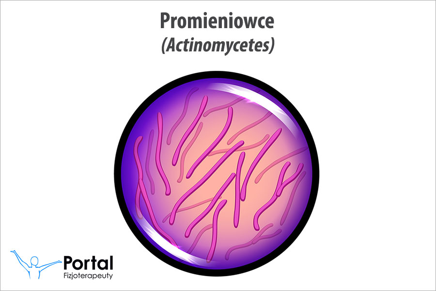 Promieniowce (Actinomycetes)
