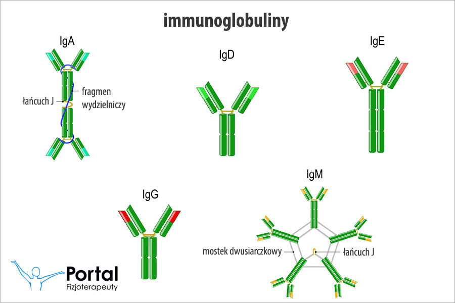 Immunoglobuliny