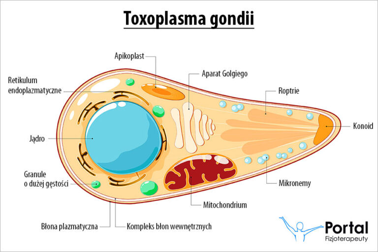 Toksoplazmoza