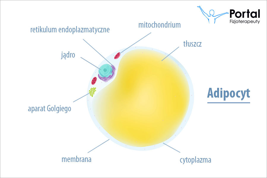 Adipocyty