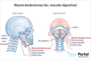 Mięsień dwubrzuścowy (łac. musculus digastricus)