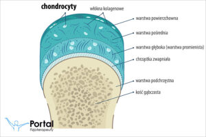 Chondrocyty