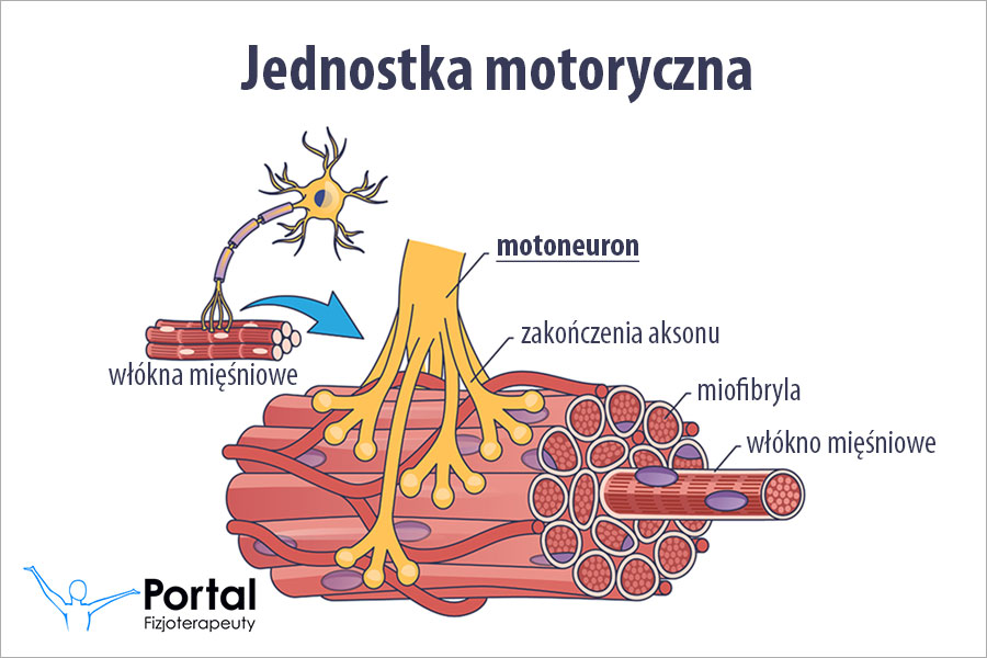 Motoneuron