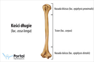 Kości długie (łac. ossa longa)