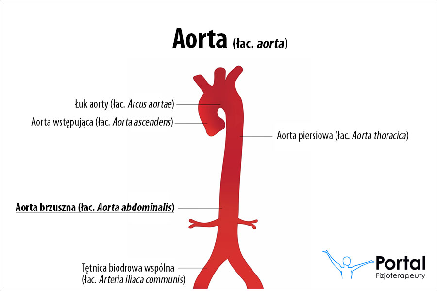 Aorta brzuszna