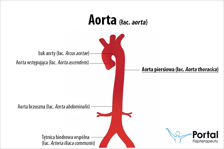Aorta piersiowa