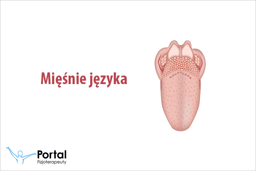 Mięśnie jezyka