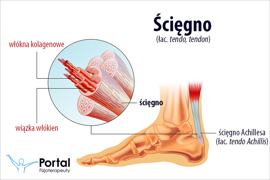 Ścięgno (łac. tendo, tendon)