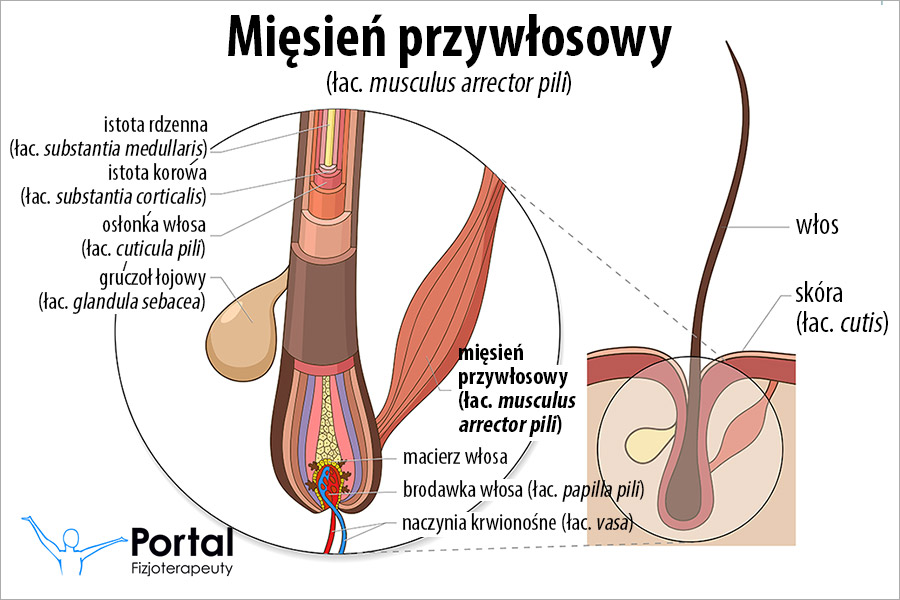 Mięsień przywłosowy (łac. musculus errector pili)