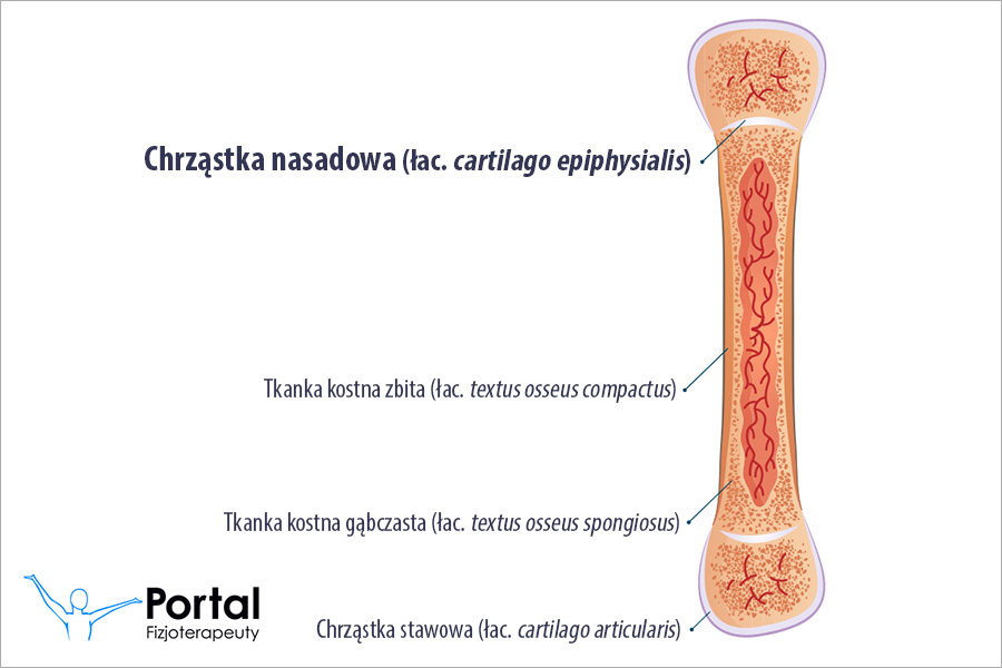 Chrząstka nasadowa (łac. cartilago epiphysialis)