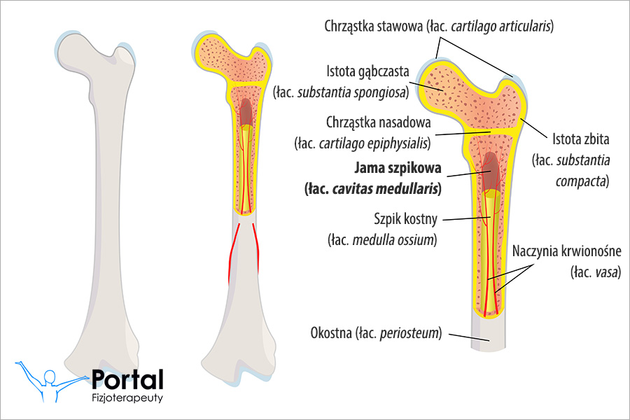 Jama szpikowa (łac. cavitas medullaris)