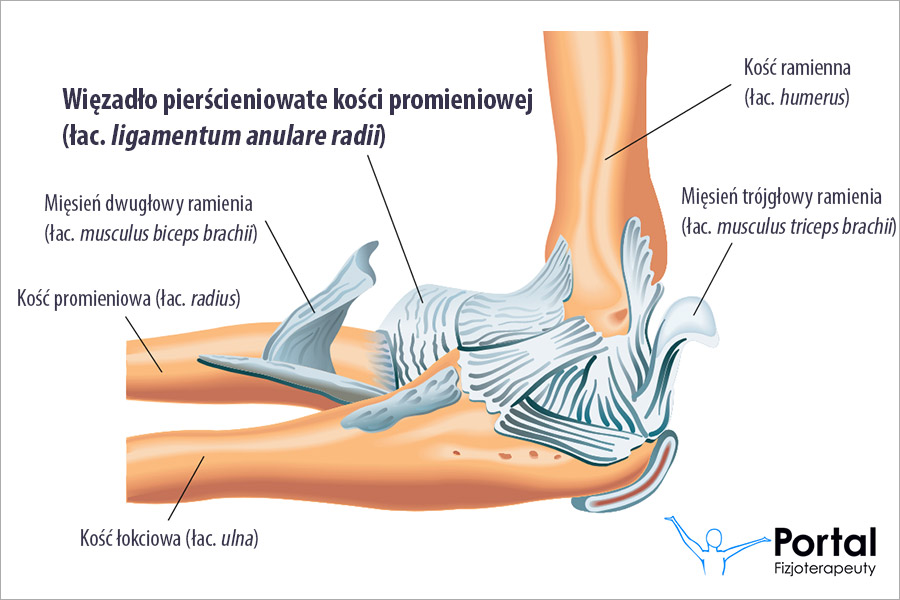 Więzadło pierścieniowate kości promieniowej (łac. ligamentum anulare radii)