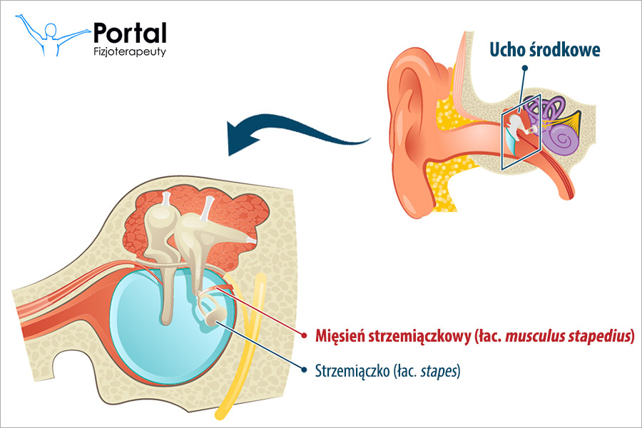 Mięsień strzemiączkowy (łac. musculus stapedius)