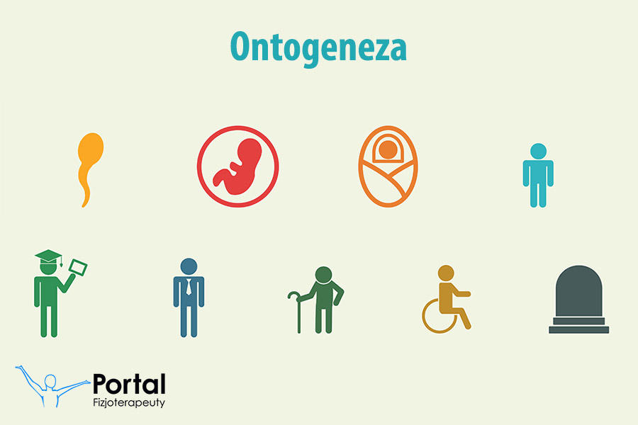 Ontogeneza