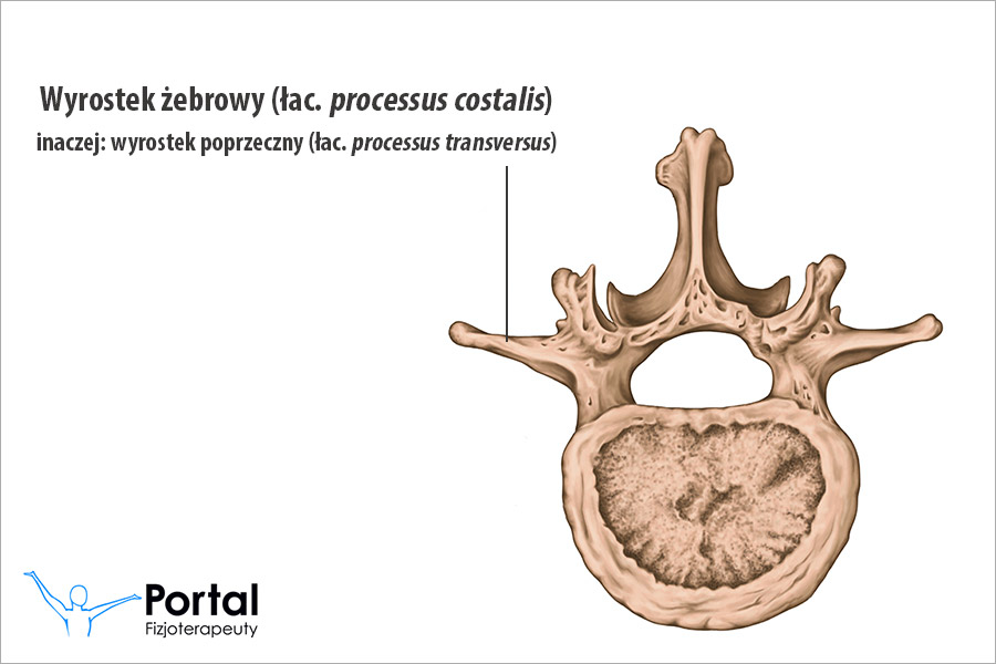 Wyrostek żebrowy (łac. processus costalis, inaczej: wyrostek poprzeczny, łac. processus transversus)